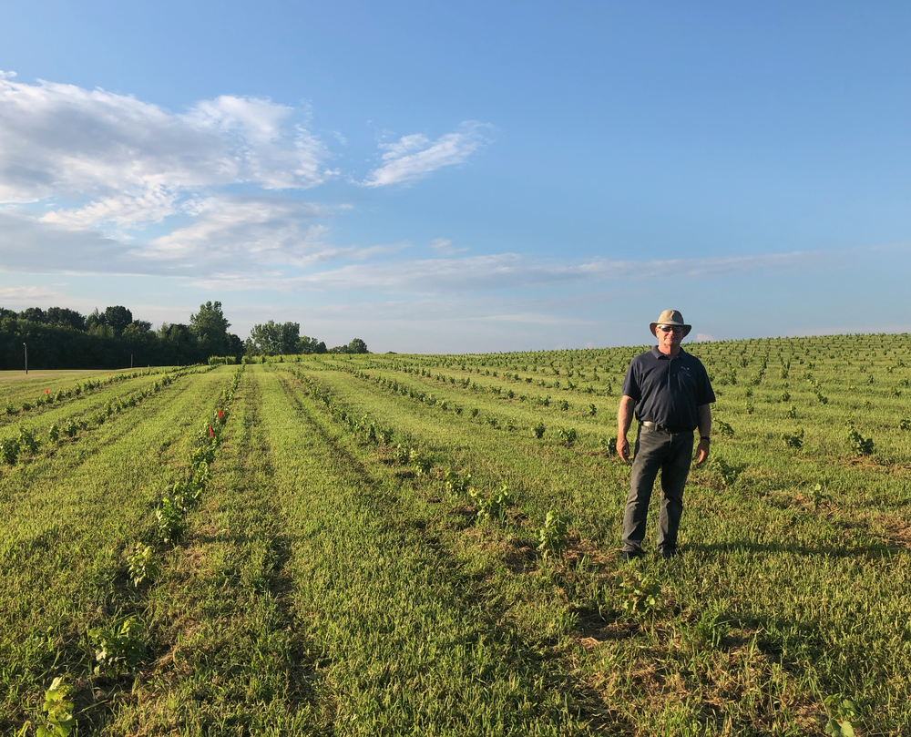 New Chardonnay, Cabernet Sauvignon and Syrah block, southwest corner of farm. 5,000 vines hoed and mowed! No herbicide.