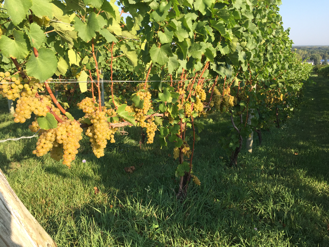 The chardonnay have never looked better. &nbsp;2017 is shaping up to be a great year, unless......
