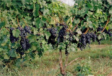 "Here's Merlot, Teady to go"