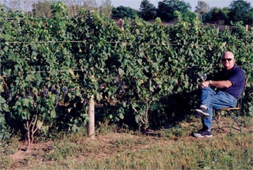 Waiting for Merlot